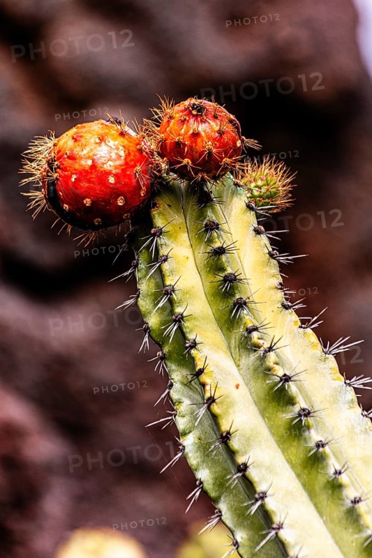 2016, Guatiza, Lanzarote, Jardin de Cactus by Cesar Manrique, ESP, Spain, Canary Islands, Canary Islands, Atlantic Ocean, Lanzarote, biosphere reserve, volcano, volcanism, volcanic island, island, recording date, Europe