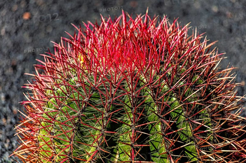 2016, Raimund Franken, Model Release:Not, Property Release: Not Guatiza, Lanzarote, Jardin de Cactus by Cesar Manrique, ESP, Spain, Canary Islands, Canary Islands, Atlantic Ocean, Lanzarote, biosphere reserve, volcano, volcanism, volcanic island, island, recording date, Europe