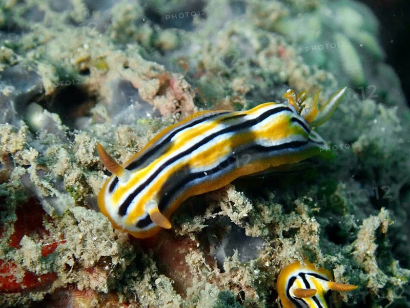 A shiny, striped nudibranch, Coleman's star snail (Chromodoris colemani), in the underwater environment on a sandy bottom, dive site Prapat, Penyapangan, Bali, Indonesia, Asia