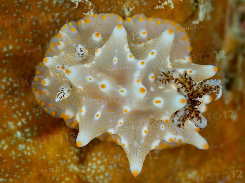 Nudibranch with fine patterns, Batangas Halgerda (Halgerda batangas), on an orange coloured background, dive site Gondol Bay, Gondol, Bali, Indonesia, Asia