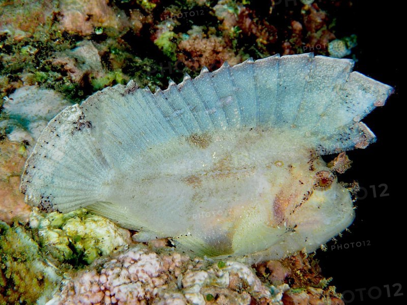 Leaf-like, transparent rocking fish (Taenianotus triacanthus) hiding in the coral reef, dive site Pidada, Penyapangan, Bali, Indonesia, Asia