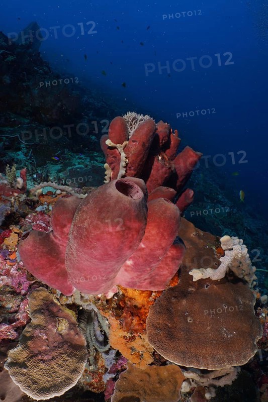 Large Brown tube sponge (Porifera) in a colourful underwater world, dive site SD, Nusa Ceningan, Nusa Penida, Bali, Indonesia, Asia