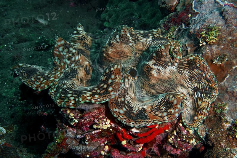 Detailed giant clam, Tridacna squamosa with brown-white texture, surrounded by corals, dive site USAT Liberty, Tulamben, Bali, Indonesia, Asia