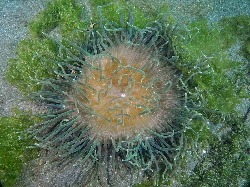 A sea anemone with green tentacles, corkscrew anemone (Macrodactyla doreensis), on a sandy bottom, dive site Secret Bay, Gilimanuk, Bali, Indonesia, Asia