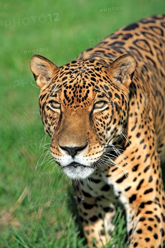Jaguar (Panthera onca), adult, male, portrait, attentive, Pantanal, Brazil, South America
