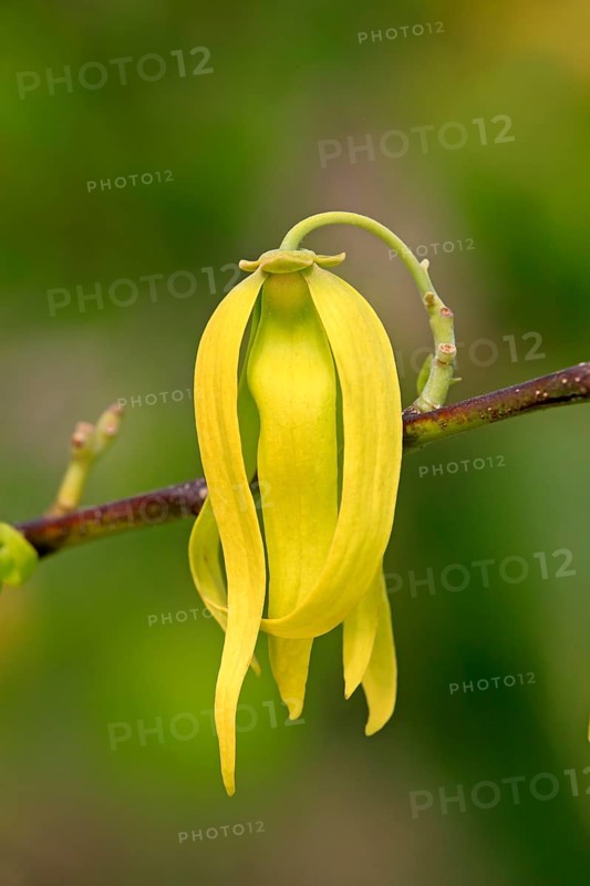 Ylang-ylang (Cananga Odorata), flower, blooming, Nosy Be, Madagascar, Africa
