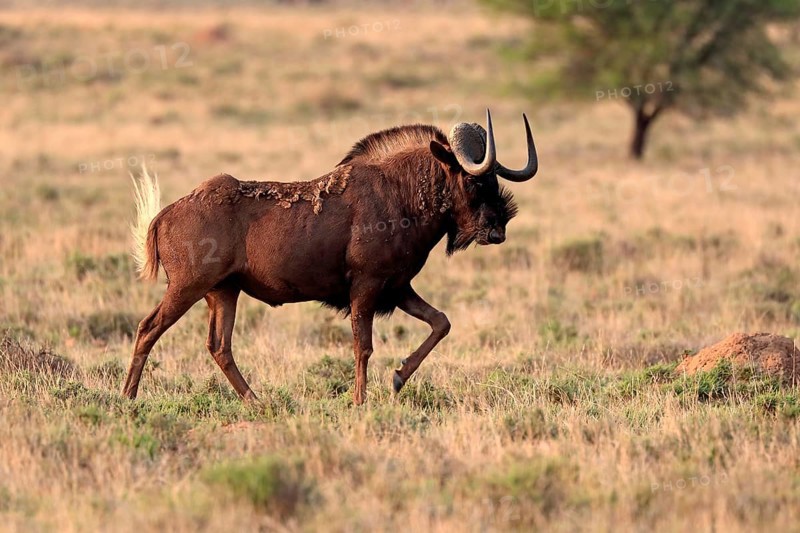 White-tailed wildebeest (Connochaetes gnou), adult, running, Mountain Zebra National Park, Eastern Cape, South Africa, Africa