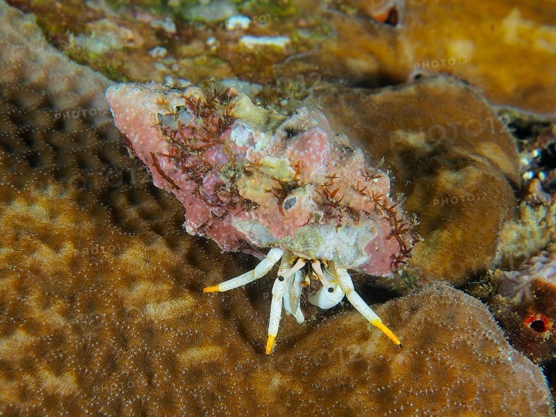 A hermit crab in pink and brown shell, Small White Hermit Crab (Calcinus minutus), on corals, dive site Pidada, Penyapangan, Bali, Indonesia, Asia