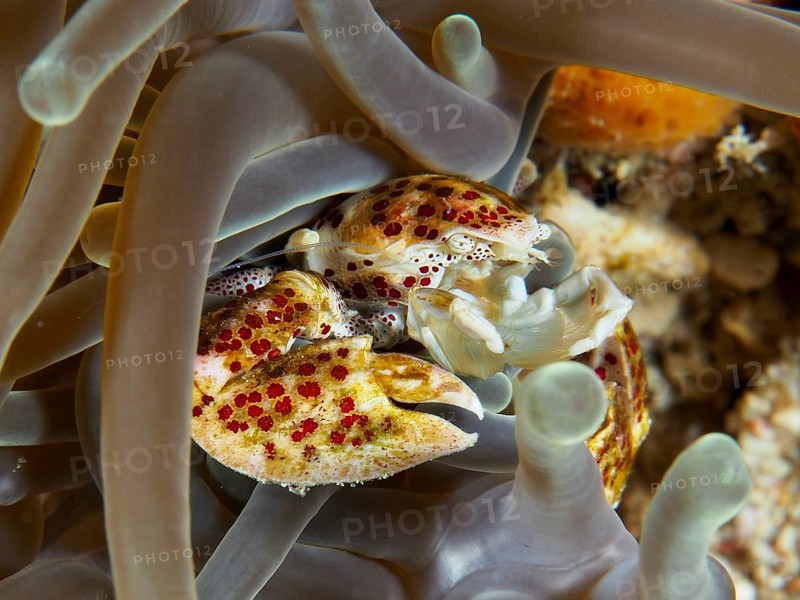 Vividly coloured porcelain crab, spotted porcelain crab (Neopetrolisthes maculatus), in a sea anemone, dive site SD, Nusa Ceningan, Nusa Penida, Bali, Indonesia, Asia