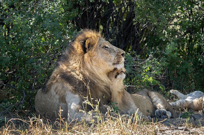 Lion (Panthera leo), with a small cub having interaction in the shade. Both animals are on the ground. Savuti, Chobe National Park, Botswana, Africa