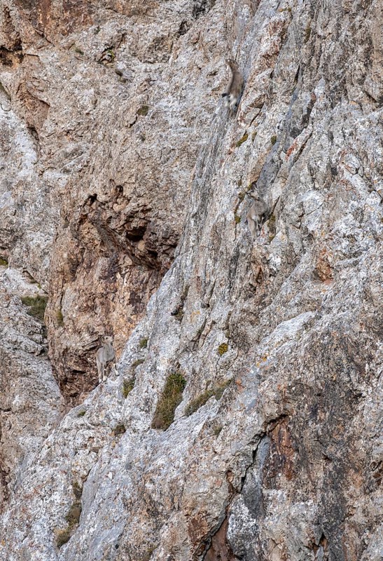 Siberian or siberian ibex (Capra sibirica) in a rock face, search image, Sary Beles Mountains, Naryn Province, Kyrgyzstan, Asia