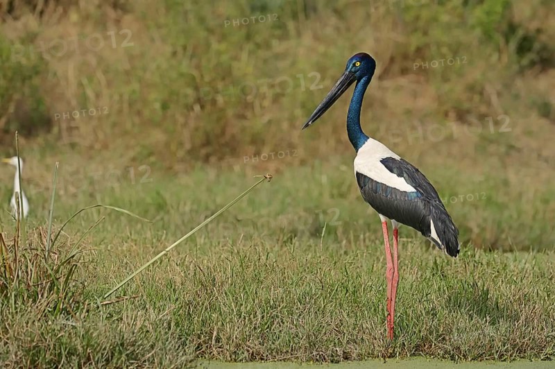 Black-necked stork (Ephippiorhynchus asiaticus), female, Keoladeo Ghana National Park, Rajasthan, India, Asia