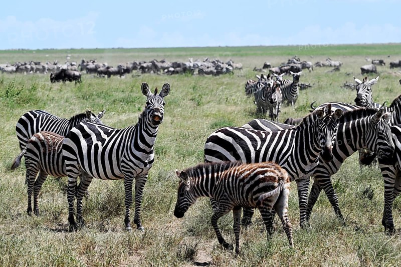 Zebras (Equus burchelli) with blue wildebeests (Connochaetes taurinus), Serengeti National Park, Tanzania, Africa