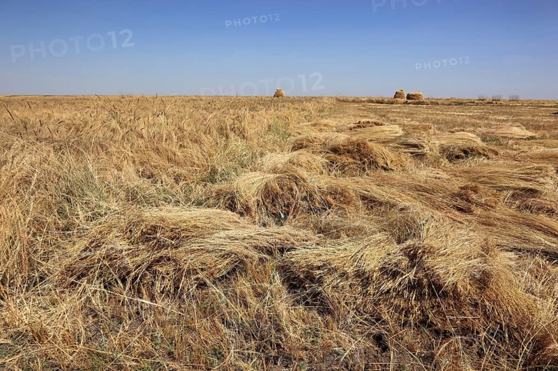 Teff, tef, dwarf millet, Eragrostis tef, seeds are gluten-free and rich in essential fatty acids. This type of millet is the most important grain in Ethiopia, where it is processed into flatbread and beer and used as animal feed