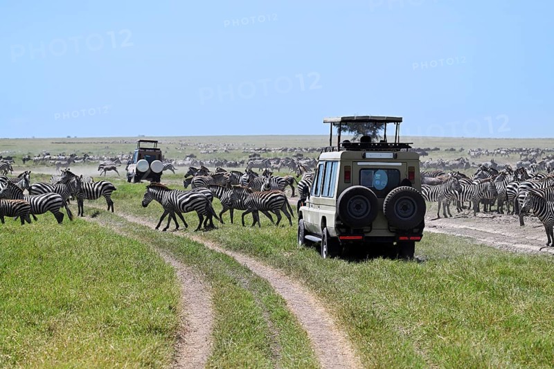 Tourists watching migration of zebras (Equus burchelli) from jeep safari, Serengeti National Park, Tanzania, Africa