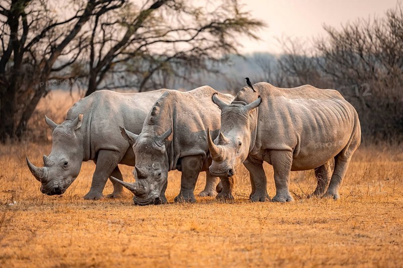 Southern white rhinoceros (Ceratotherium simum simum), three rhinos in the evening light, Khama Rhino Sanctuary, Serowe, Botswana, Africa