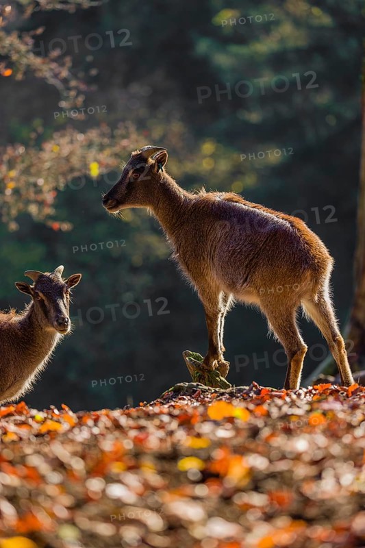 Two female Himalayan tahr (Hemitragus jemlahicus) are backlit in a forest. In the background is a dense autumn forest