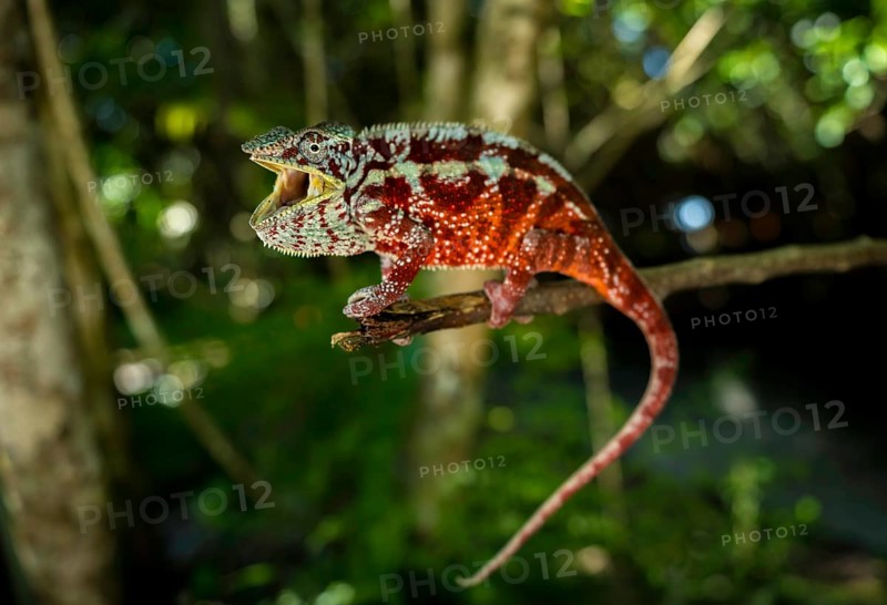 Male panther chameleon in the lowland rainforests of eastern Madagascar