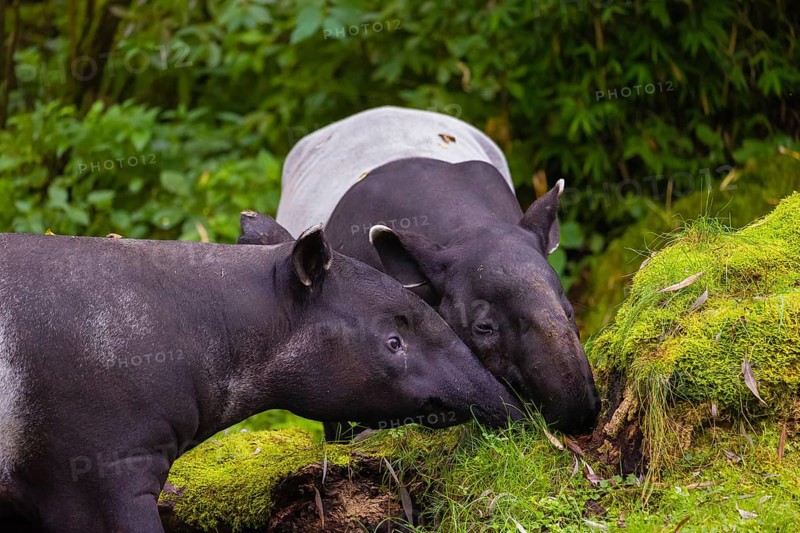 Two Malayan tapir (Acrocodia indica), one male and one female meet in a small clearing in the forest, looking for food