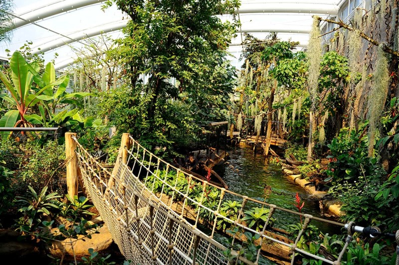Tropical botanical garden with suspension bridge and lush vegetation. Green plants and trees create a jungle atmosphere, opening of Manatihaus Tiergarten Nuremberg