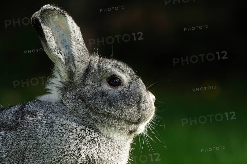 Close-up of a grey hare against a dark background, domestic rabbit (Oryctolagus cuniculus forma domestica), large chinchilla, Bavaria