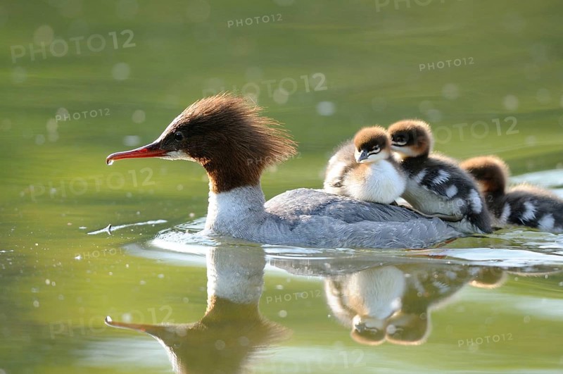 Goosander mother with several chicks on her back on a pond, Goosander (Mergus merganser), Bavaria