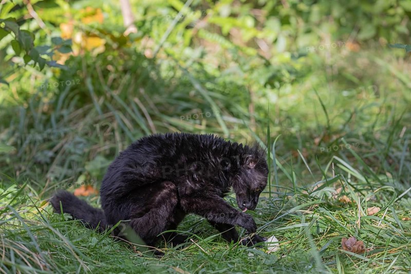 One male black lemur (Eulemur macaco) sitting on a green meadow feeding on something