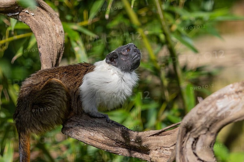 One pied tamarin (Saguinus bicolor) or Brazilian Bare-faced Tamarin, sitting on a branch of a green tree in bright sunlight. It is a critically endangered primate species found in a small area in the Brazilian Amazon Rainforest north of Manaus