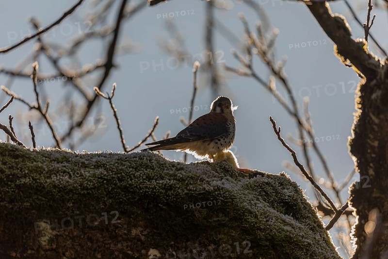One American kestrel (Falco sparverius) sitting on a branch in early morning backlight with a blue sky in the background