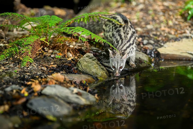Common genet (Genetta genetta) drinking water at the shore of a lake, wildlife in a forest, Montseny National Park, Catalonia, Spain, Europe