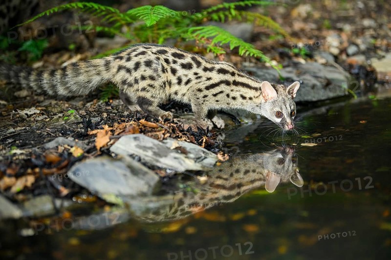 Young Common genet (Genetta genetta) at the shore of a lake, wildlife in a forest, Montseny National Park, Catalonia, Spain, Europe