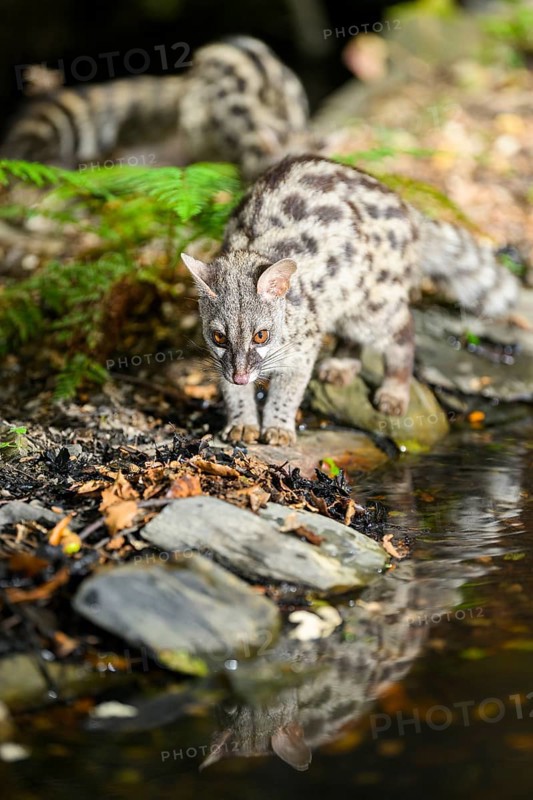 Common genet (Genetta genetta) at the shore of a lake, wildlife in a forest, Montseny National Park, Catalonia, Spain, Europe