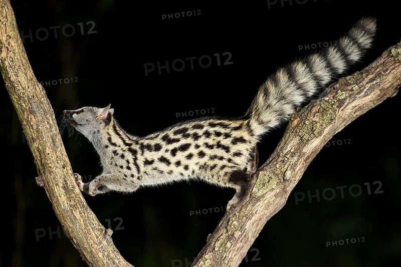 Common genet (Genetta genetta), climbing on a tree wildlife in a forest, Montseny National Park, Catalonia, Spain, Europe