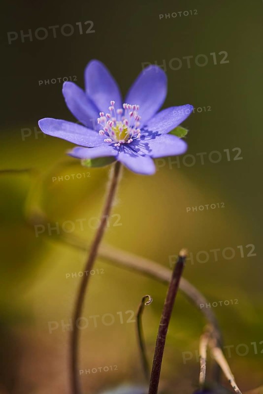 Common hepatica (Anemone hepatica) flowering in a forest, Upper Palatinate, Bavaria, Germany, Europe