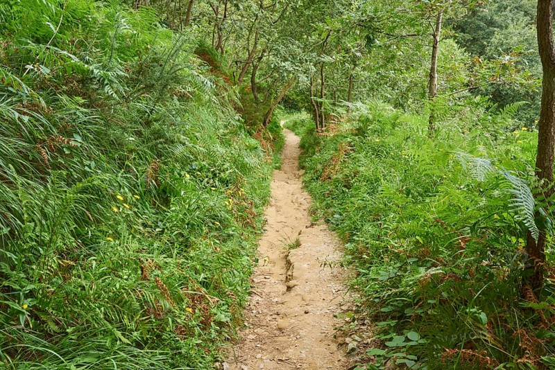 Walking path going through the forest to Donostia San Sebastian at the Camino del Norte, coastal path, Way of St. James, Camino de Santiago trail, Basque country, Spain, Europe