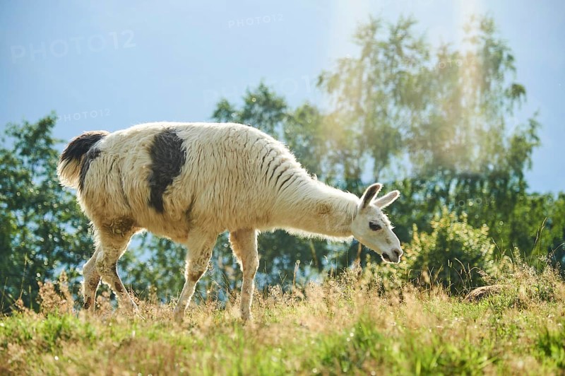 Llama (Lama glama) standing on a meadow in the mountains in tirol, Kitzbühel, Wildpark Aurach, Austria, Europe