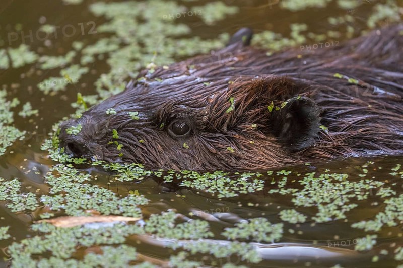 One North American beaver or Canadian beaver, Castor canadensis, swimming through a pond covered with green Lemna minor, the common duckweed