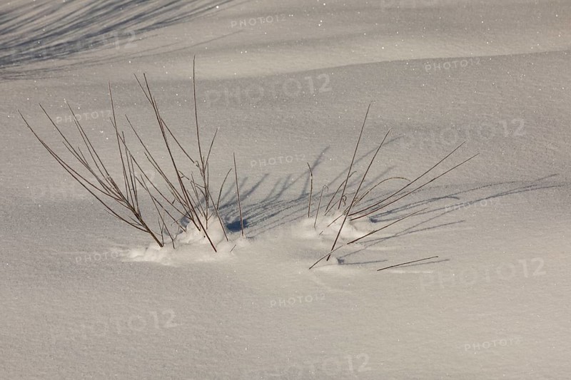 Twig of a young willow tree emerging out of the snow. Isar valley in winter at temperatures of minus 18 degrees Celsius. Snow covered landscape. Early morning at sunrise