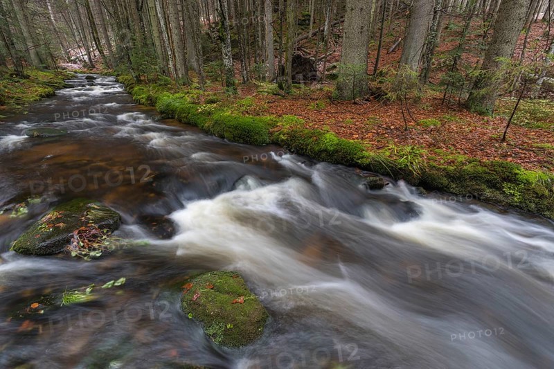 Kleine Ohe creek below Waldhaeuser village in the Bavarian Forest Nationalpark. Flowing water and fallen trees