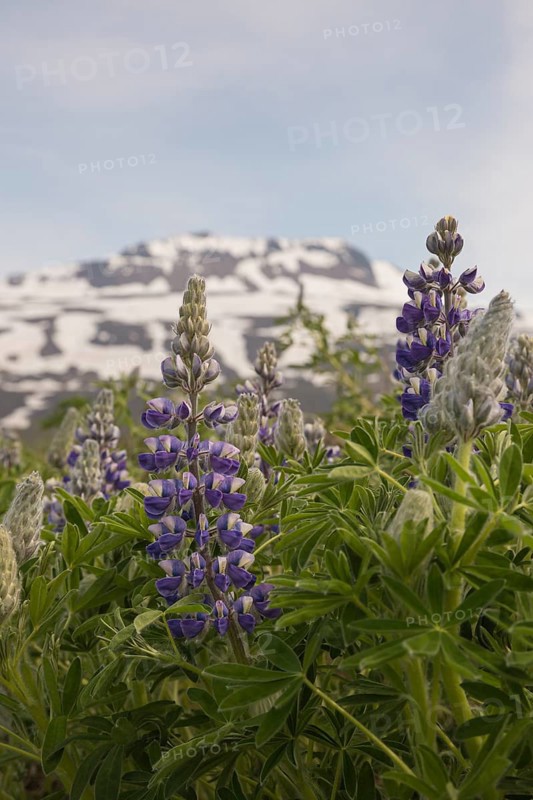 Nootka lupine, Lupinus nootkatensis, covering large areas in iceland to stop erosion. Hallormsstadhur, Austurland, Iceland, Europe