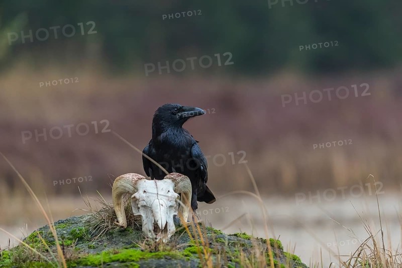 One common raven (Corvus corax) standing on a rock, searching for food on a ram skull. On a dry lakeshore on an autumnal misty cold morning