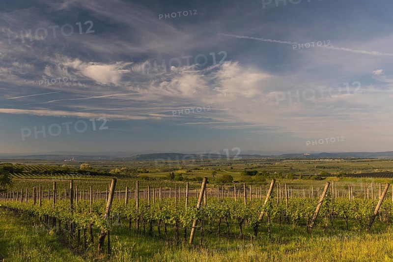 Vineyards at sunrise in Langenlois, Kamp-Manhartsberg Valley Austria