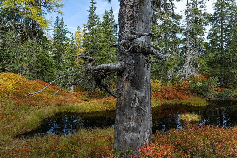 View of an autumnal virgin forest with small ponds, dead trees and heather. Hohe Tauern NP, Kolm Saigurn valley head, Rauris Valley, Austria, Europe