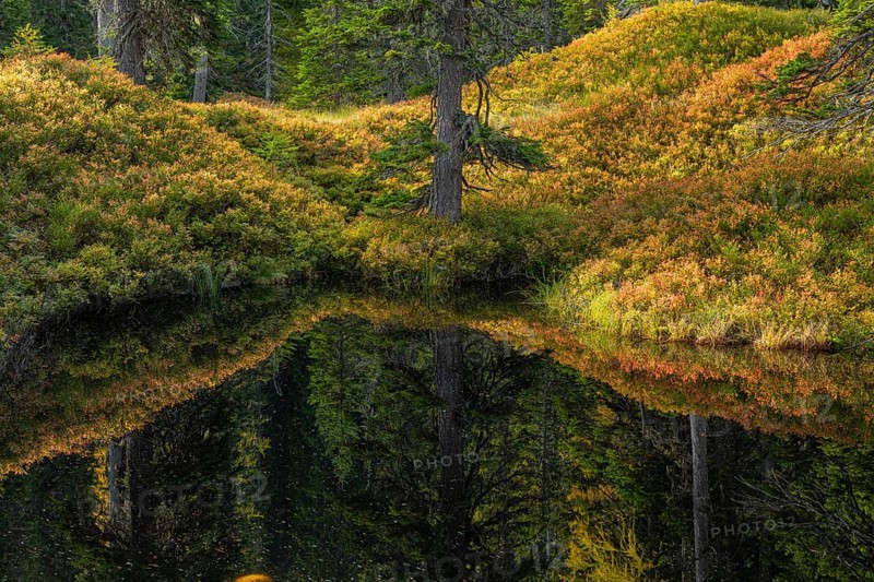 View of an autumnal virgin forest with small ponds, dead trees and heather. Hohe Tauern NP, Kolm Saigurn valley head, Rauris Valley, Austria, Europe