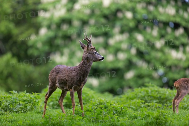 One male Roe Deer, Roe buck (Capreolus capreolus), standing in a thicket of stinging nettle. Some green vegetation in the distant background