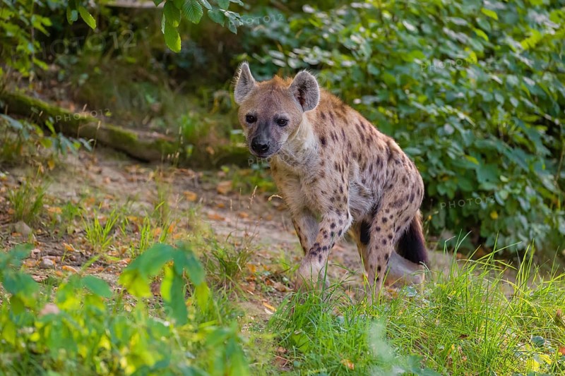 One adult male spotted hyena (Crocuta crocuta), or laughing hyena stands on a meadow