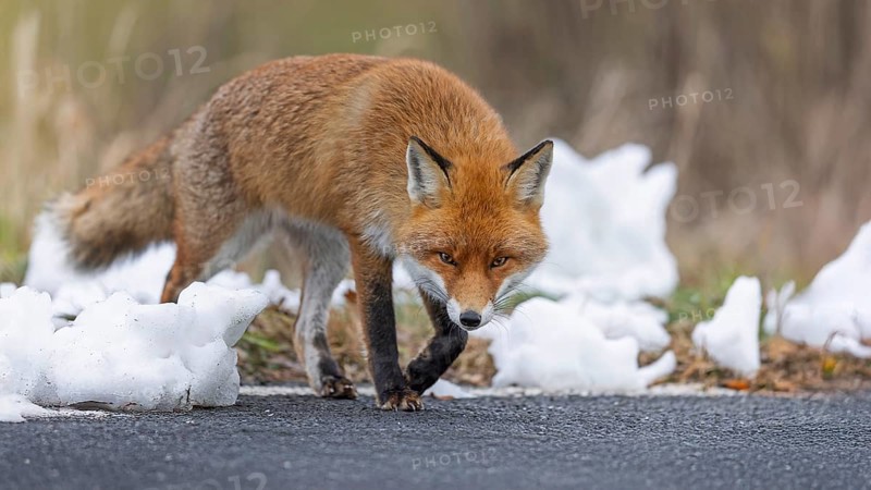 Red fox (Vulpes vulpes), hunting, winter fur, fallen game, looking for food on the road, winter landscape, frost and snow, predator, Middle Elbe Biosphere Reserve, Saxony-Anhalt, Germany, Europe