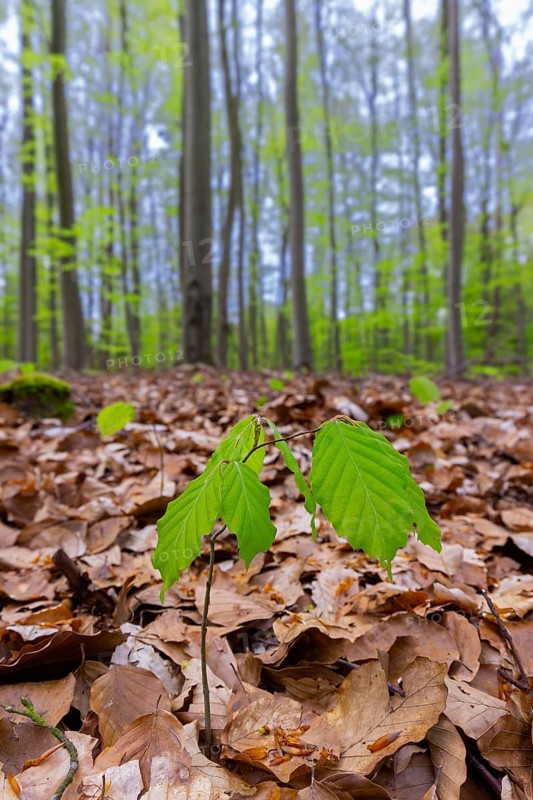 European beech, common beech (Fagus sylvatica) new shoot, seedling emerging from the forest floor in deciduous woodland in spring