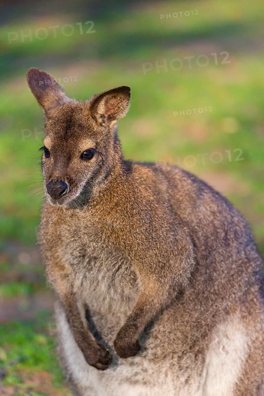 Red-necked wallaby or Bennett's wallaby (Macropus rufogriseus) with cub in her pouch, sits on a green meadow