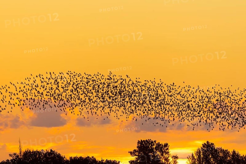 European starling murmuration, large flock of common starlings (Sturnus vulgaris) flying over treetops silhouetted against sunset